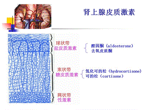 临床药理学第十四章肾上腺皮质激素的临床应用-精选文档.ppt