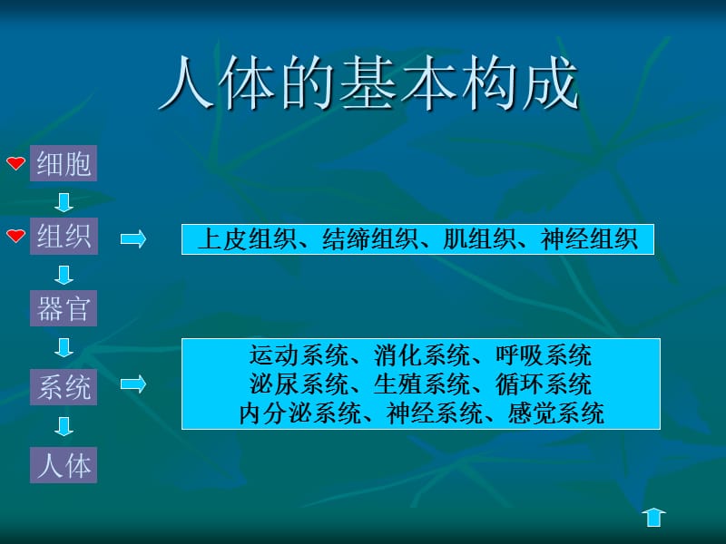 2第一节细胞及细胞间质-文档资料.ppt_第2页