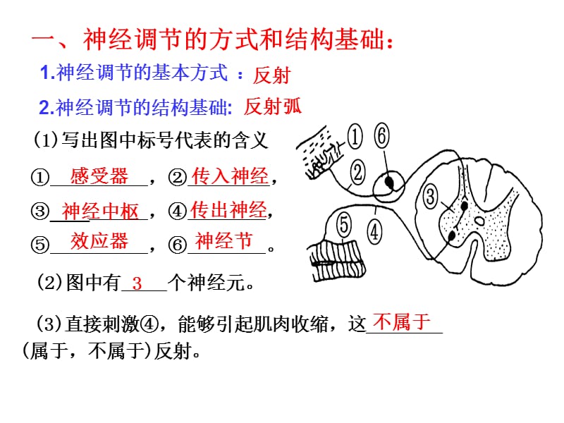 821通过神经系统的调节人教版-PPT文档.ppt_第2页