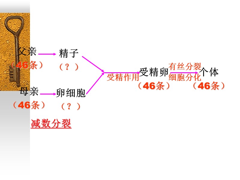 减数分裂和生殖细胞的形成-精选文档.ppt_第1页