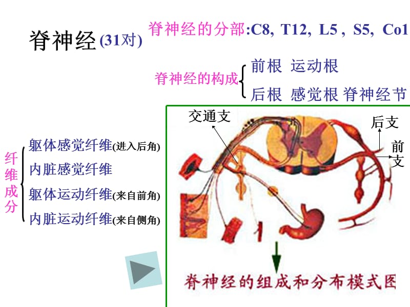 二讲：脊神经-PPT文档资料.ppt_第1页