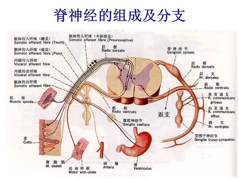 二讲：脊神经-PPT文档资料.ppt_第3页