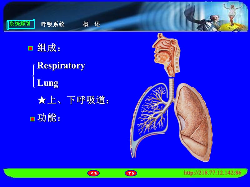 临床医学人体解呼吸系统-PPT课件.ppt_第2页