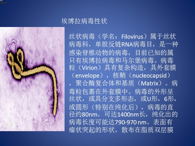 最新：埃博拉出血热-文档资料.pptx_第2页