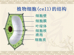 七年级生物细胞是生命活动的基本单位-PPT课件.ppt