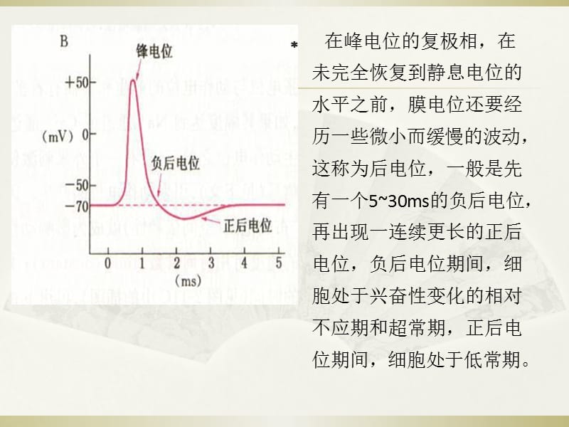 50神经、肌肉电活动-PPT文档资料.ppt_第3页