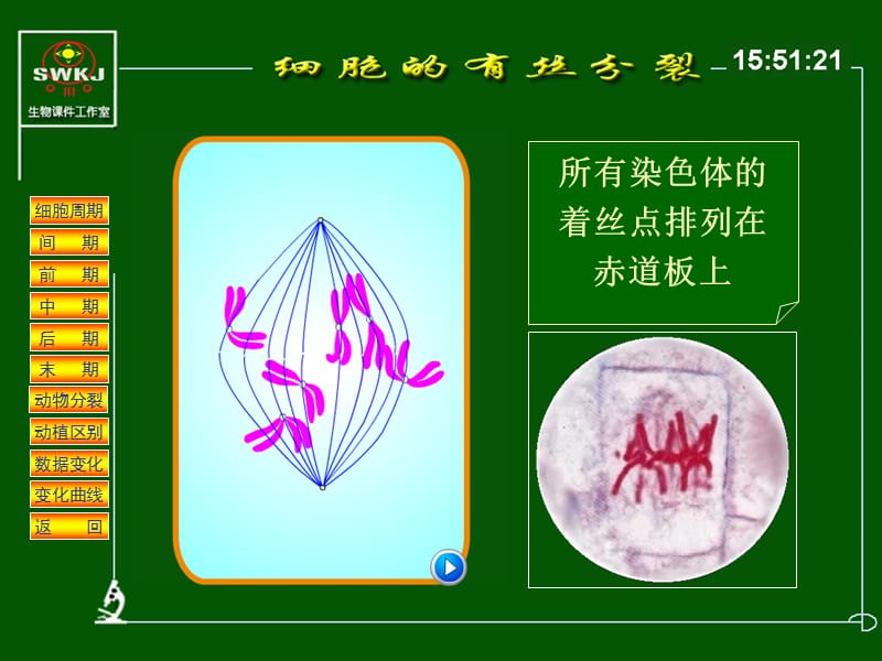 最新细胞分裂分析课件-PPT文档.ppt_第3页