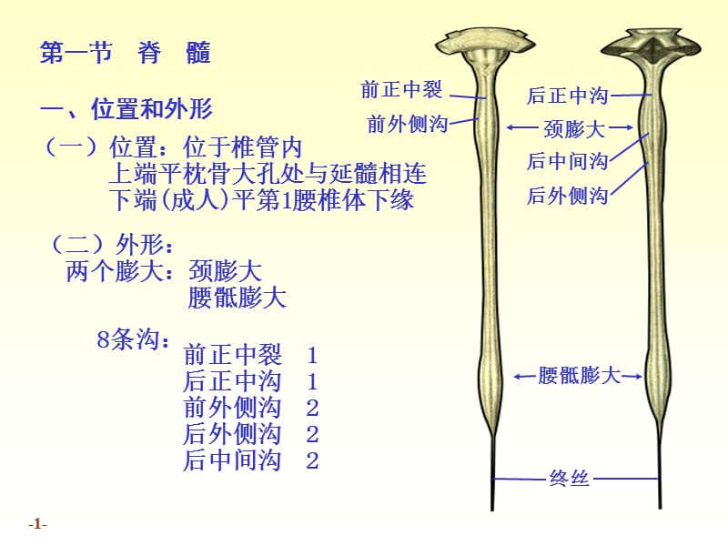 chapter17-1脊髓-PPT课件.ppt_第1页