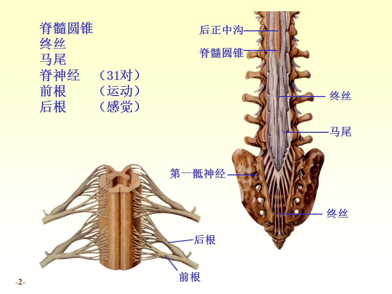chapter17-1脊髓-PPT课件.ppt_第2页