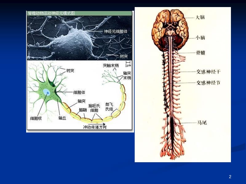 内科-神经系统-文档资料.ppt_第2页