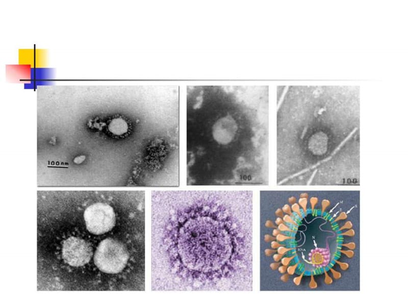 最新套式病毒目_计算机软件及应用_IT计算机_专业资料-PPT文档.ppt_第2页