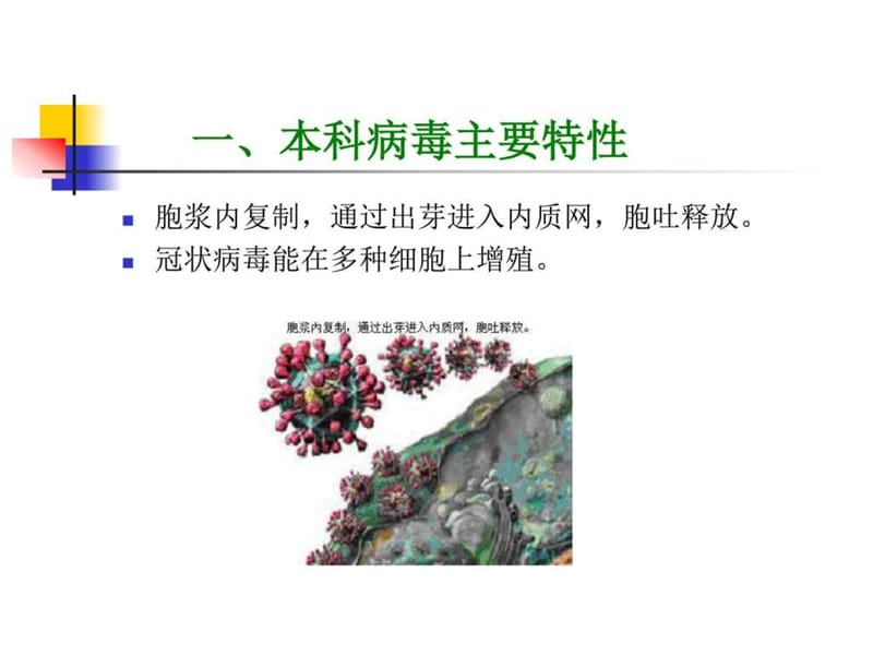 最新套式病毒目_计算机软件及应用_IT计算机_专业资料-PPT文档.ppt_第3页