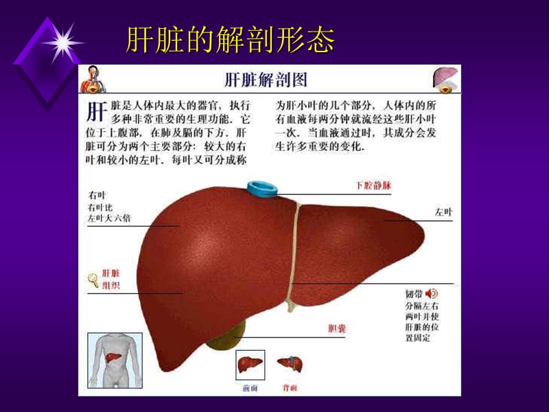 最新：《肝部疾病》-文档资料.ppt_第1页
