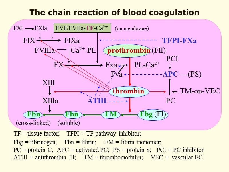 pathophysiologypart414dic弥散性血管内凝血-文档资料.ppt_第3页