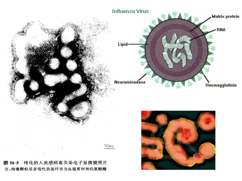 6常见的病原性病毒-PPT课件.ppt_第3页