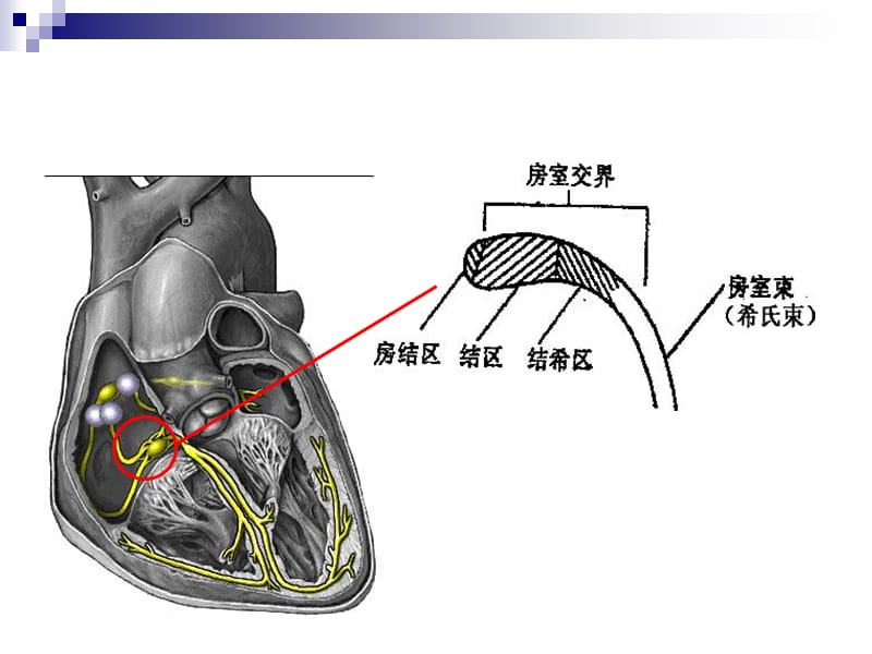 4-2心肌细胞的生物电-PPT文档资料.ppt_第1页