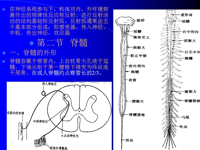 人体组织学与解剖学10神经系统1-PPT课件.ppt_第2页