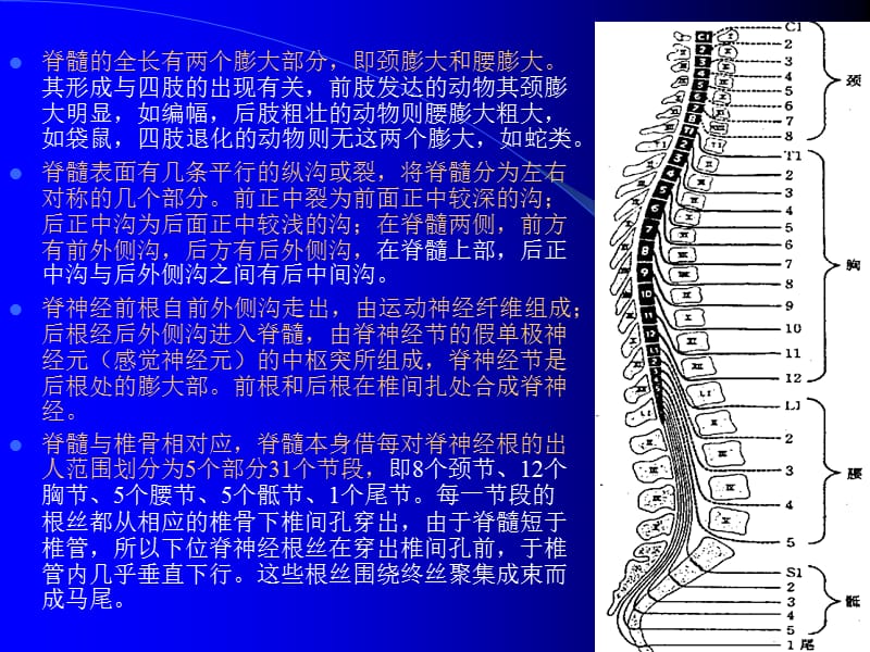 人体组织学与解剖学10神经系统1-PPT课件.ppt_第3页