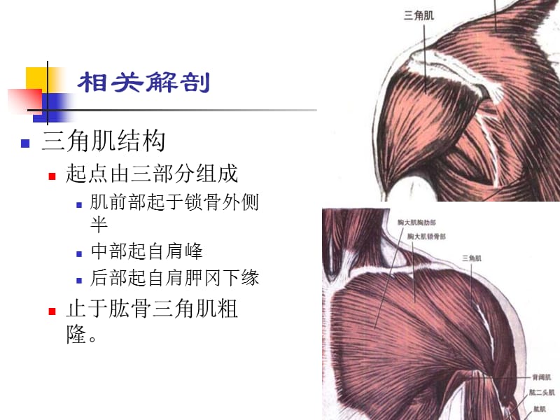 三角肌损伤及三角肌滑囊炎-PPT课件.ppt_第1页