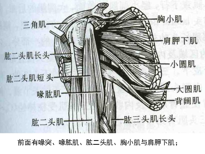 三角肌损伤及三角肌滑囊炎-PPT课件.ppt_第3页