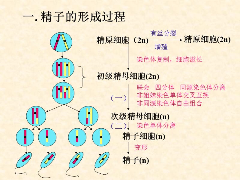 减数分裂与有性生殖细胞的成熟2-文档资料.ppt_第3页