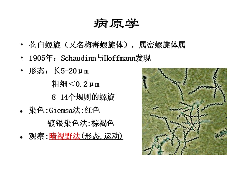 最新神经梅毒的诊断与治疗-PPT文档.ppt_第2页