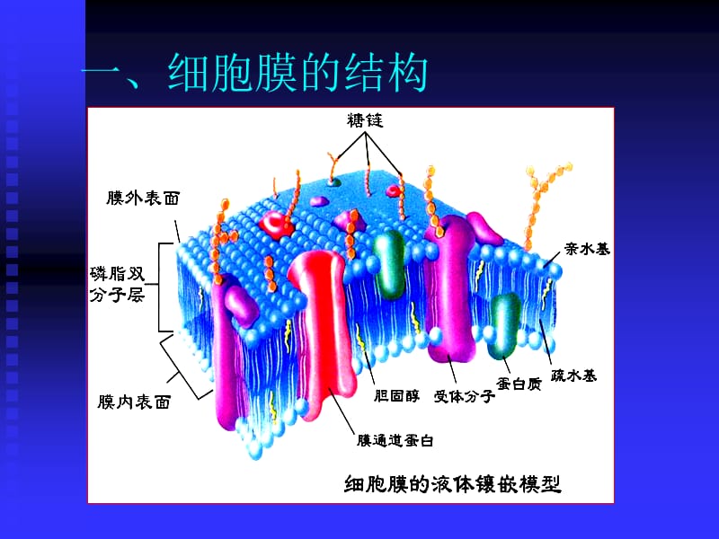 2第二章细胞膜及跨膜信号通讯-PPT课件.ppt_第1页