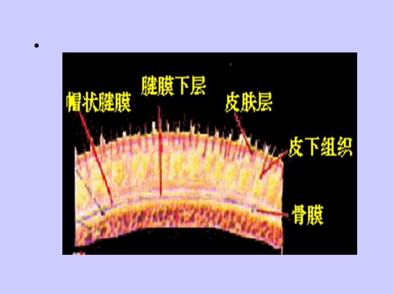 最新神经系统解剖和生理-PPT文档.ppt_第3页