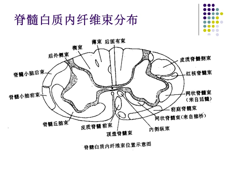 6神经系统-2-PPT文档资料.ppt_第1页