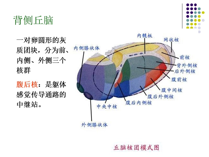 6神经系统-2-PPT文档资料.ppt_第2页