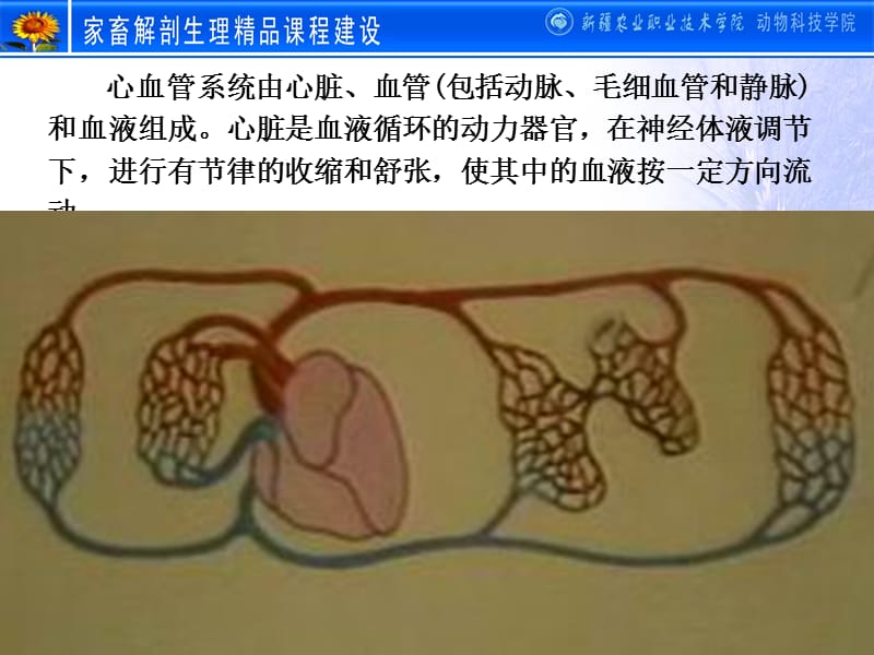 动物剖学之心血管系统-精选文档.ppt_第1页