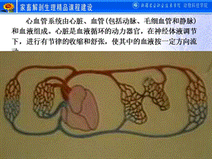 动物剖学之心血管系统-精选文档.ppt