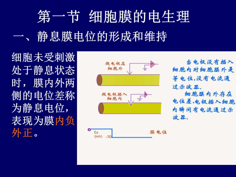 最新最新：2-5细胞的基本机能-文档资料-PPT文档.ppt_第2页