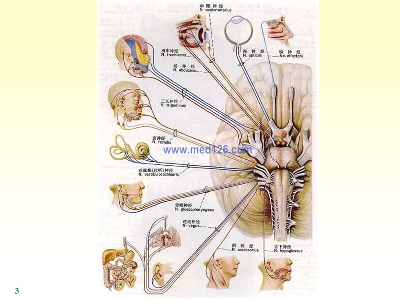 5-2周围神经系统脑、脊神经-PPT文档.ppt_第3页
