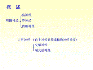 5-2周围神经系统脑、脊神经-PPT文档.ppt