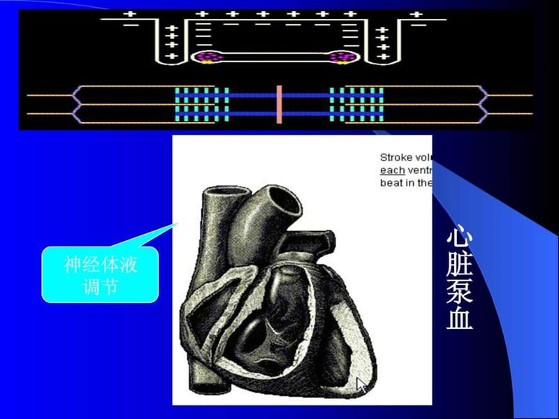 最新心脏病,心功能衰竭,心功能不全-PPT文档.ppt_第3页