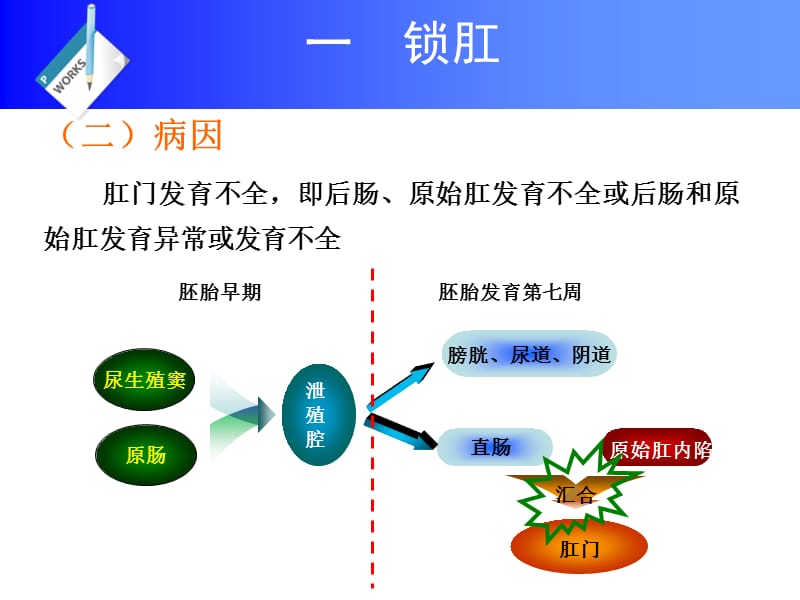 最新第10章直肠及肛门疾病-PPT文档.ppt_第2页