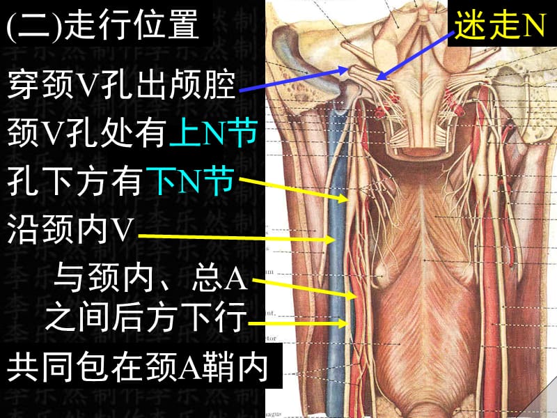 最新脑神经课件-PPT文档.ppt_第1页