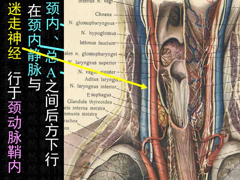 最新脑神经课件-PPT文档.ppt_第2页