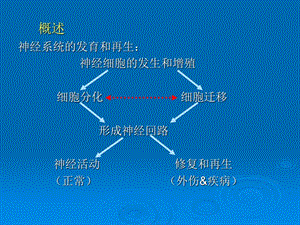 sjc神经系统发育-PPT课件.ppt