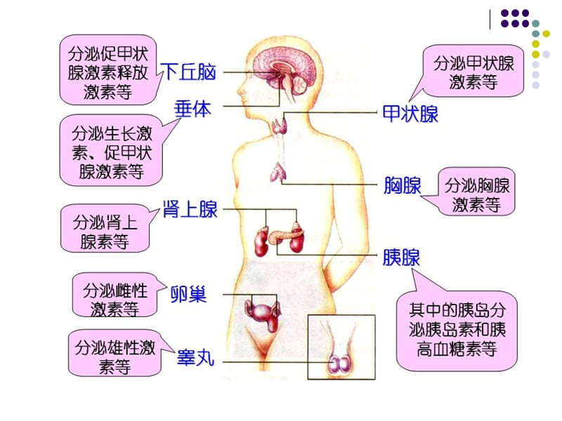 内分泌系统 -PPT文档.ppt_第1页