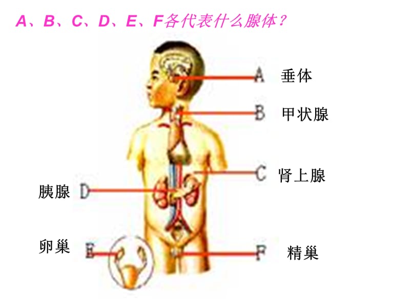 内分泌系统 -PPT文档.ppt_第2页