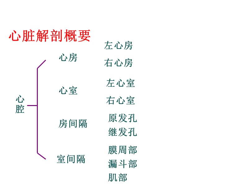 最新心脏解剖及超声心动图检查方法+心功能测定-PPT文档.ppt_第2页