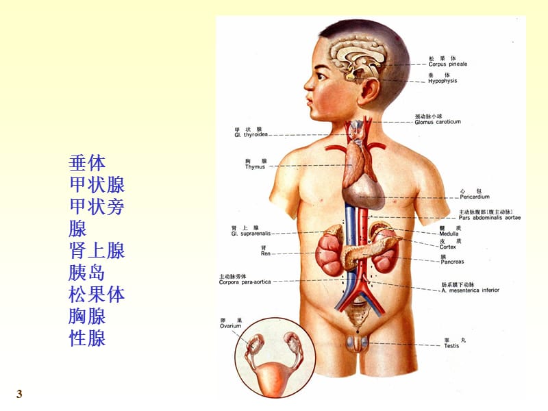 人体系统解剖教程24-内分泌系统-文档资料.ppt_第3页