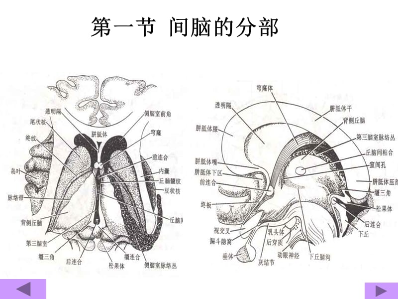 中枢神经解剖学-PPT课件.ppt_第1页