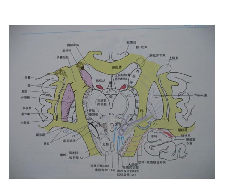 中枢神经解剖学-PPT课件.ppt_第2页