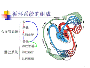 人体解剖学4-循环系统-PPT课件.ppt