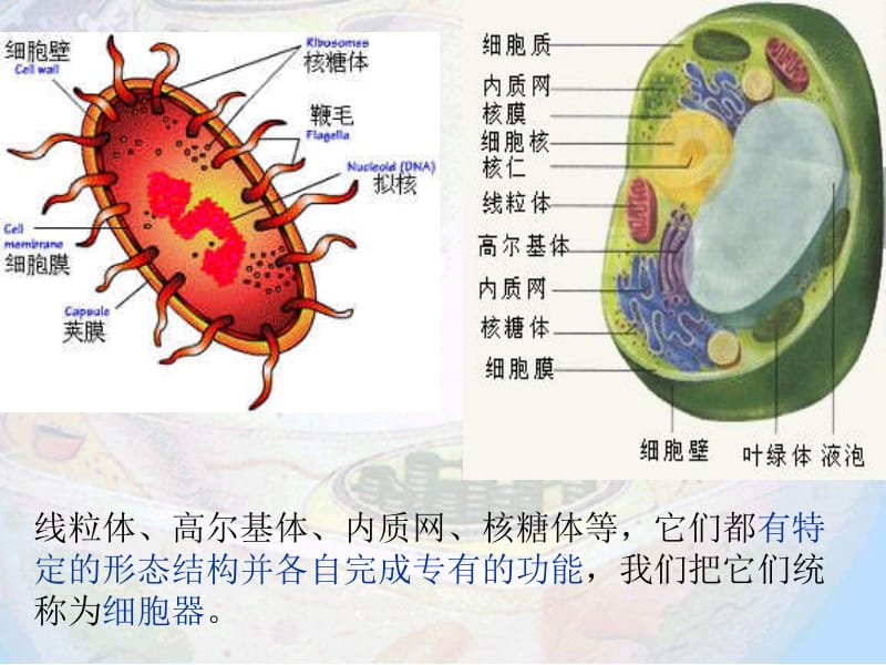 3-2细胞器-系统的分工合作h-PPT课件.ppt_第2页