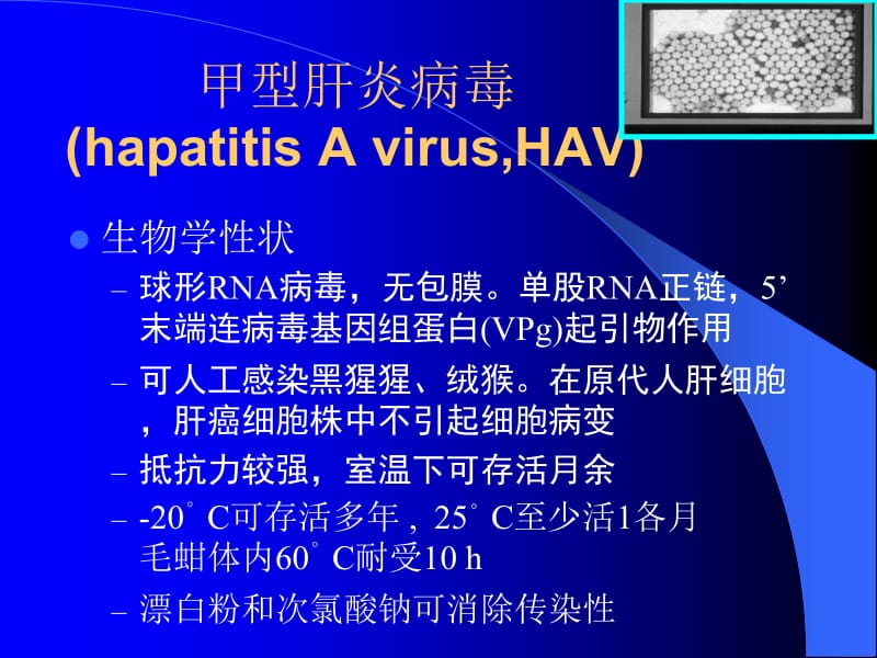 3肝炎病毒和黄V出血热V疱疹V-精选文档.ppt_第2页