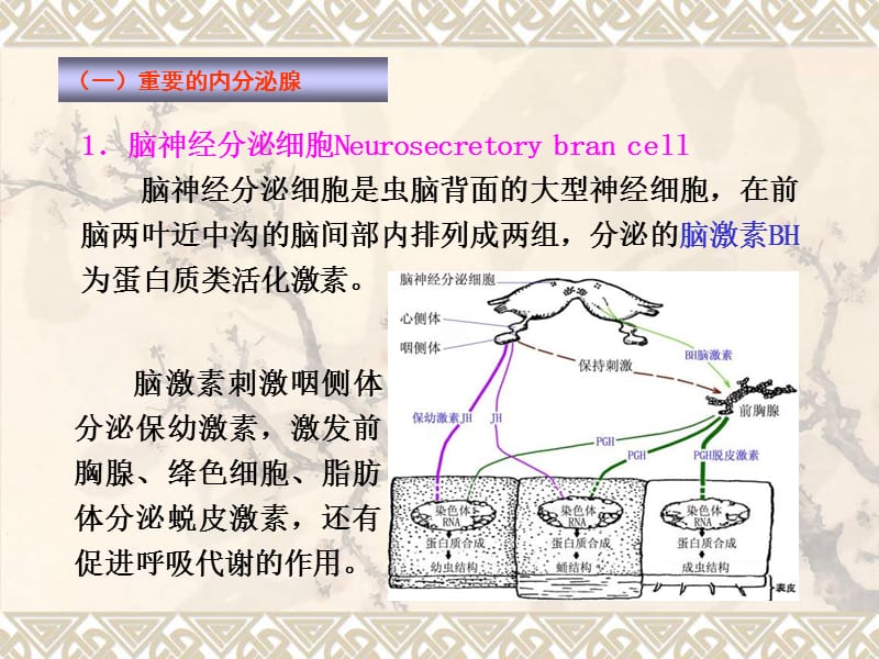 内分泌和生殖3-07-PPT课件.ppt_第2页